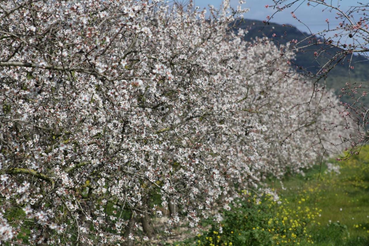 108 Finca Son Morey Tarongers Etv14340 By Mallorca Charme Can Picafort  Exteriör bild