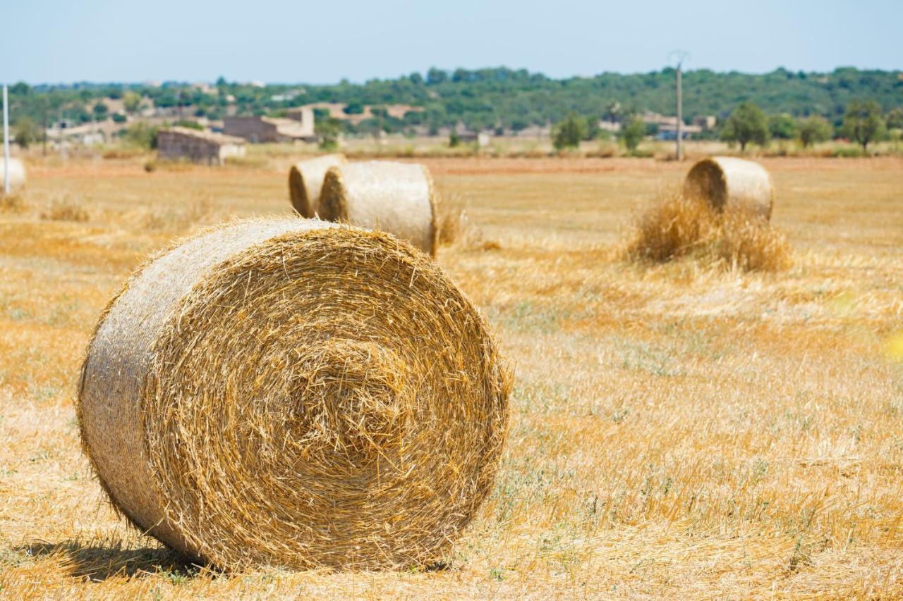 108 Finca Son Morey Tarongers Etv14340 By Mallorca Charme Can Picafort  Exteriör bild